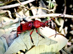 Dicelosternus corallinus