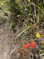 Castilleja litoralis