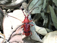 Dicelosternus corallinus