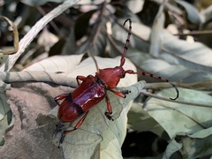 Dicelosternus corallinus