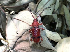 Dicelosternus corallinus