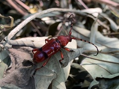 Dicelosternus corallinus