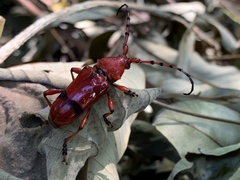 Dicelosternus corallinus