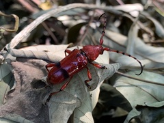 Dicelosternus corallinus