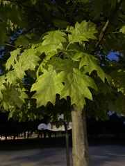 Quercus
