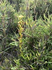 Platanthera mandarinorum pachyglossa