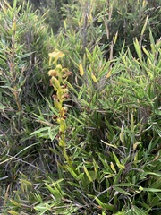 Platanthera mandarinorum pachyglossa