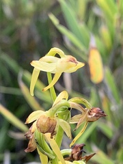 Platanthera mandarinorum pachyglossa