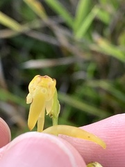 Platanthera mandarinorum pachyglossa