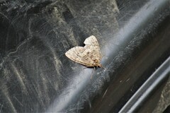 Hydriomena perfracta