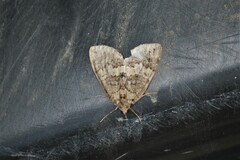 Hydriomena perfracta