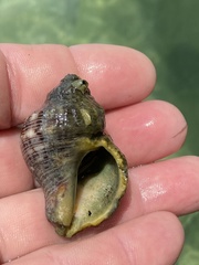 Stramonita canaliculata