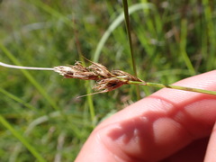 Carex tumulicola