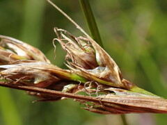 Carex tumulicola
