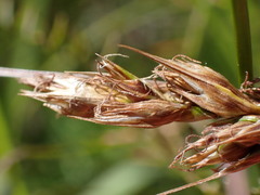 Carex tumulicola