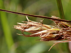 Carex tumulicola