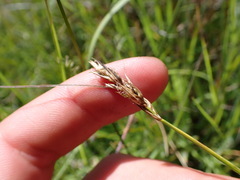 Carex tumulicola