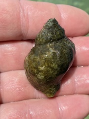 Stramonita canaliculata