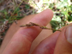 Carex tumulicola