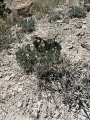Eriogonum brandegeei