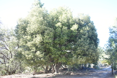 Quercus peninsularis