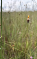 Xyris elliottii