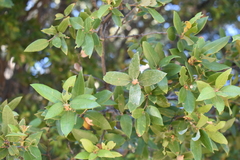 Quercus peninsularis
