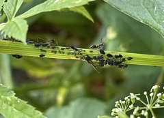 Aphis podagrariae