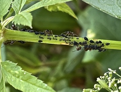 Aphis podagrariae