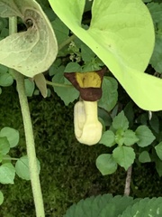 Aristolochia shimadae