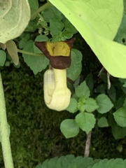 Aristolochia shimadae