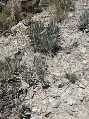 Eriogonum brandegeei