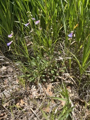 Penstemon degeneri