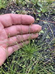 Eleocharis intermedia