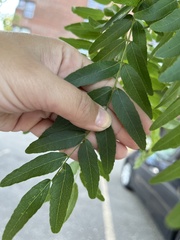 Gleditsia triacanthos
