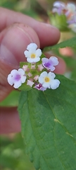 Lantana hirta