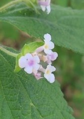 Lantana hirta