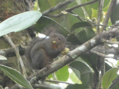 Microsciurus alfari
