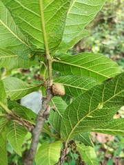 Quercus rysophylla