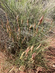 Astragalus lonchocarpus