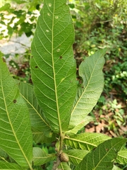 Quercus rysophylla