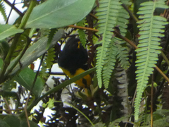 Chrysothlypis chrysomelas