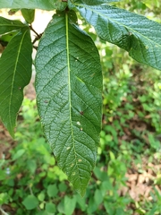 Quercus rysophylla