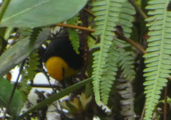 Chrysothlypis chrysomelas