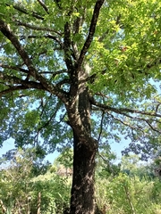 Quercus rysophylla