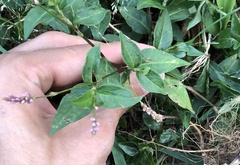 Persicaria longiseta