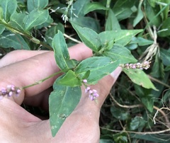 Persicaria longiseta
