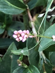 Persicaria longiseta