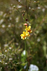 Spathoglottis pubescens