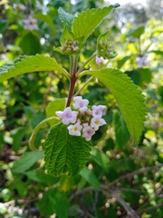 Lantana hirta